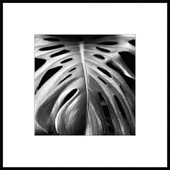 Картина Stamprint Листья 2 BW008 (50x50)