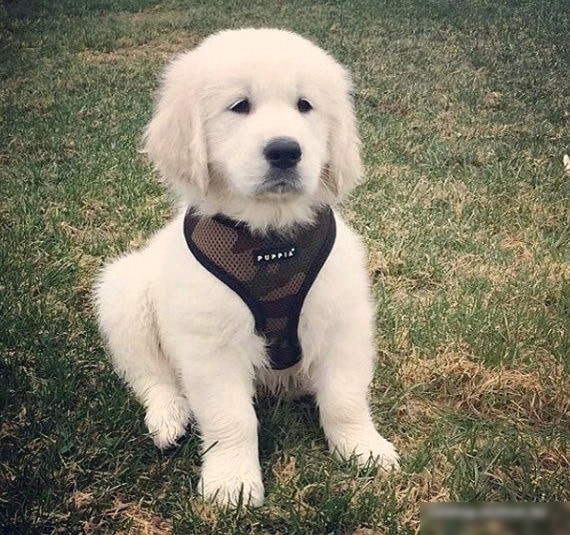 Шлейка-жилетка Puppia Soft Vest PAHA-AH305-CA-L (камуфляж)