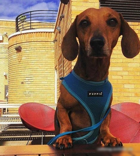 Шлейка Puppia Ritefit PAJA-AC617-SB-M (голубой)
