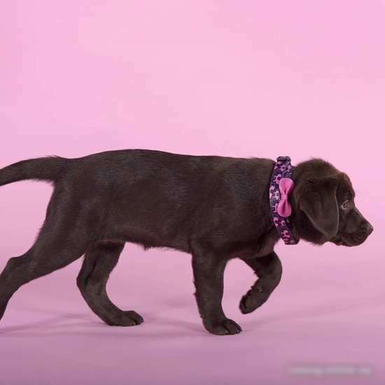 Ошейник United Pets Complete Me Identity Collar (M)