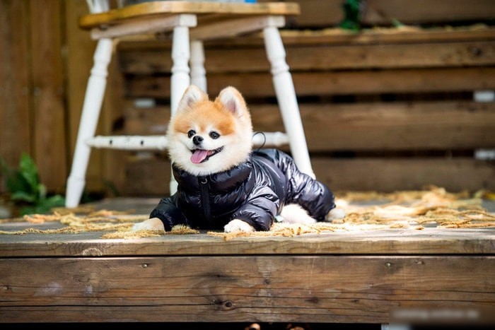 Комбинезон для животных Puppia Jumpesuit B PAPD-JM1673-BK-XL (черный)