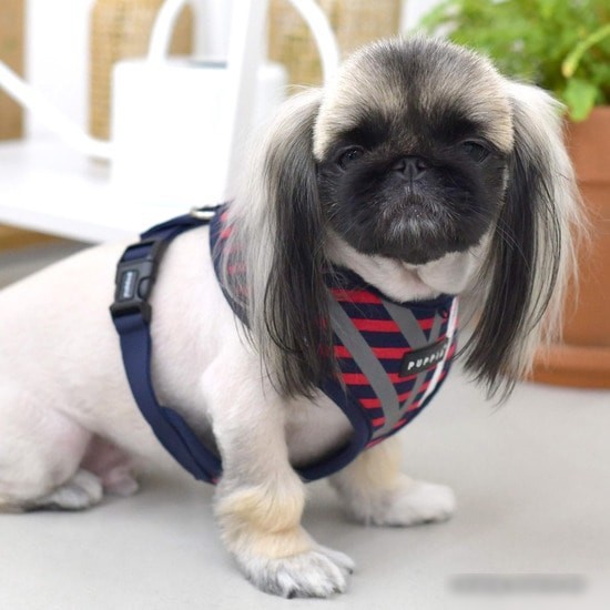 Шлейка Puppia Briton PAUA-HA1829-RD-S (красный)