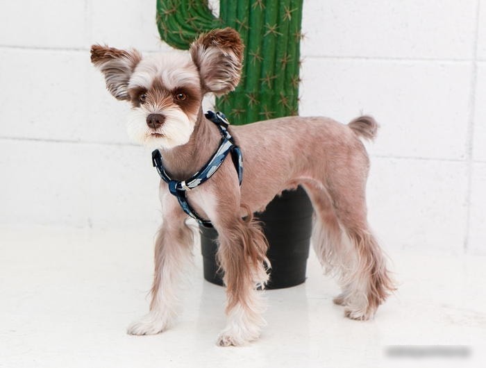 Шлея Puppia Bobby X S (синий камуфляж)