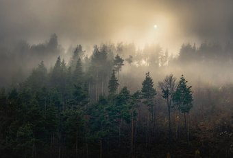 Фотообои Vimala Солнечный лес 6 270x400